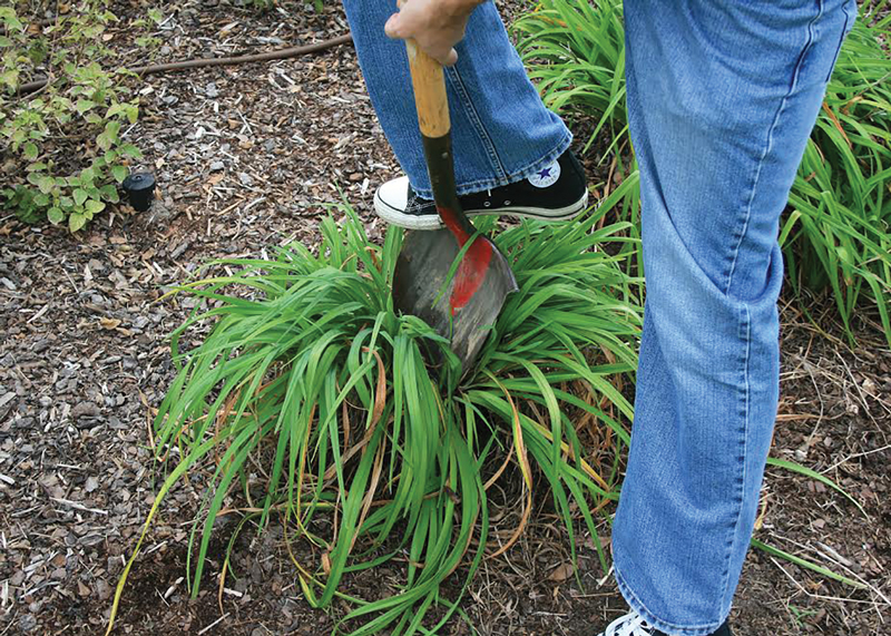 Southern Gardening: Divide perennials for the best garden performance