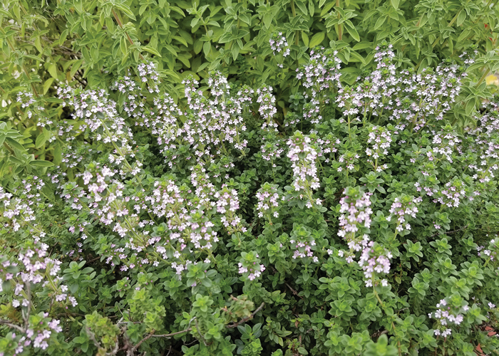 Southern Gardening: Try rosemary and thyme in home gardens, containers