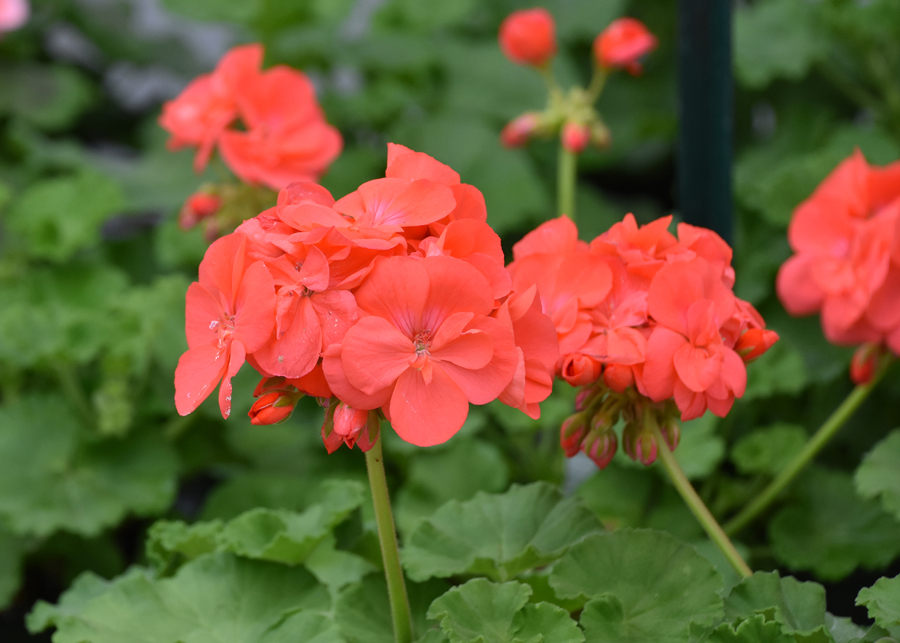 Southern Gardening Geraniums come in red plus many new colors The