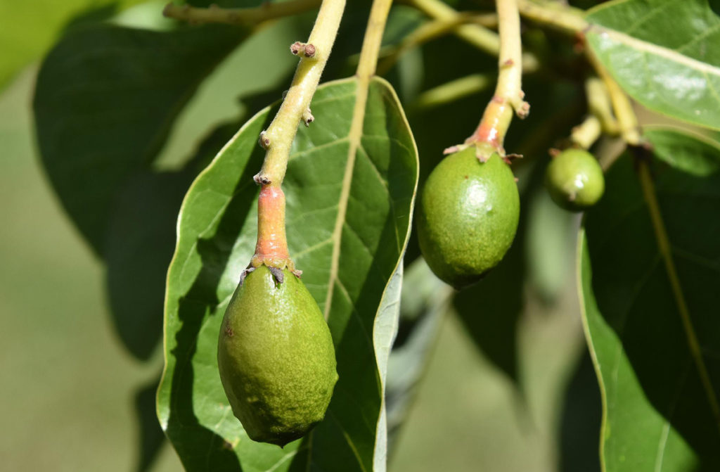 Southern Gardening: Avacados can produce in Mississippi gardens