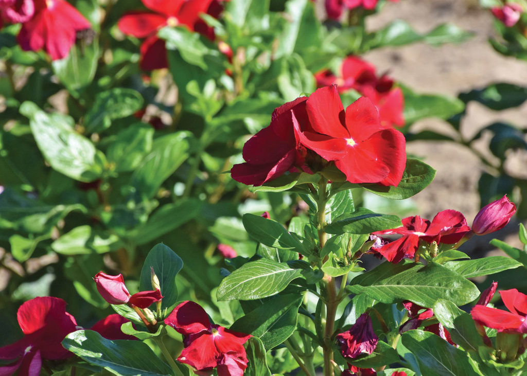 Southern Gardening: Well-tended vinca excel in summer landscapes