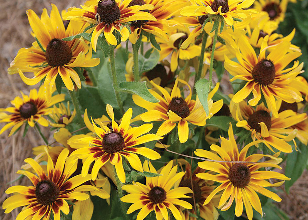Southern Gardening: Various rudbeckia selections take summer’s heat  in stride