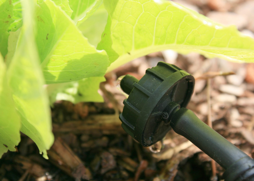 Southern Gardening: Micro irrigation keeps plants happy during warm summer