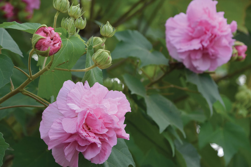 Southern Gardening: Showy Confederate rose is great for landscape blooms