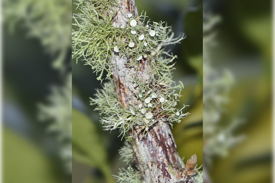 Southern Gardening: Autumn reveals lichen presence in landscape