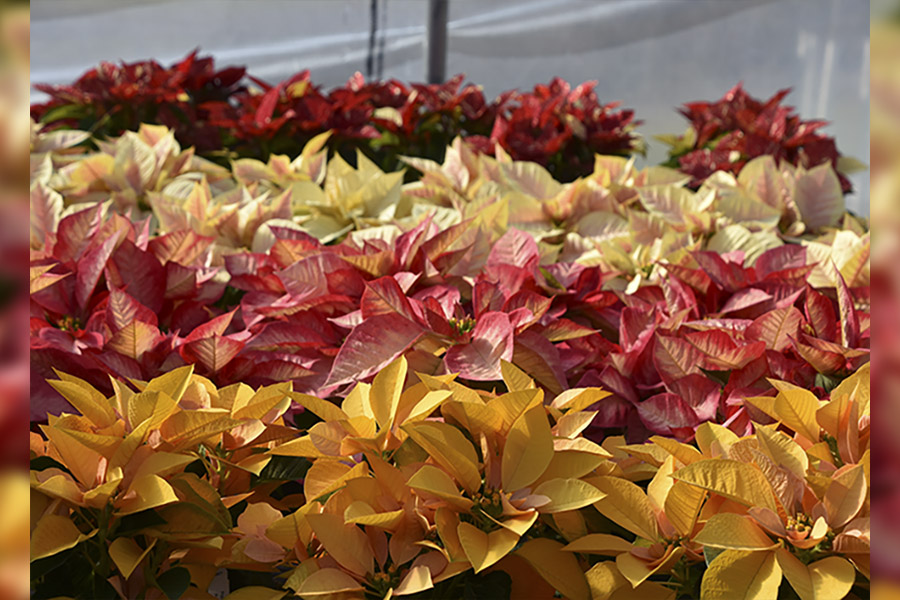 Southern Gardening: Colorful poinsettias set holiday mood indoors