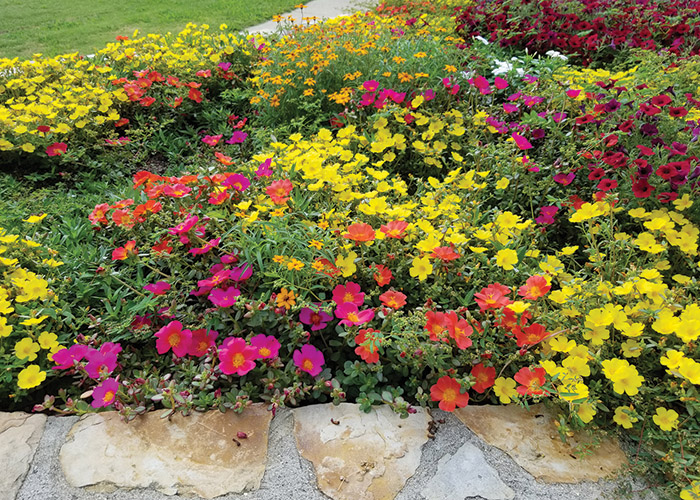 Southern Gardening: Make room for portulaca in your 2022 landscape