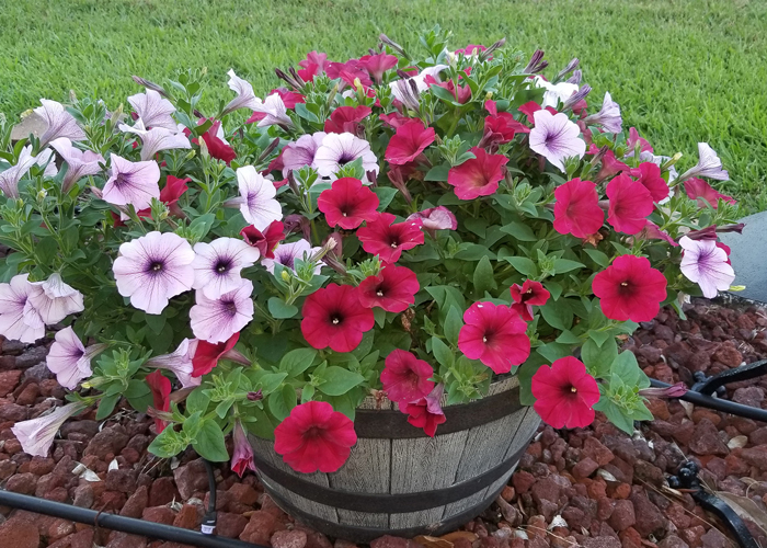 Southern Gardening: Commercial mixes bring container garden success