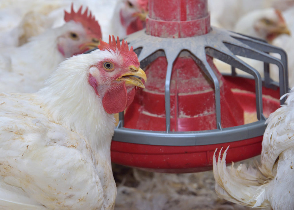 Biosecurity efforts keep avian influenza at bay