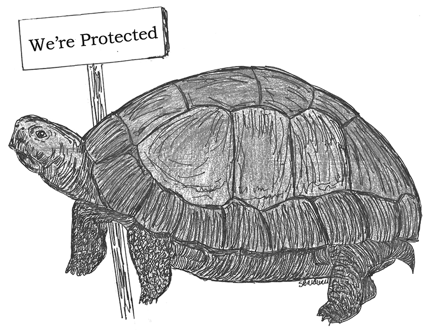 Possumhaw: Save the fish; protect the turtle