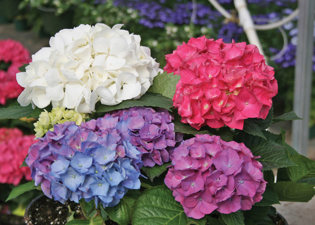 Southern Gardening: Dispelling some of the mysteries about hydrangea care -  The Dispatch