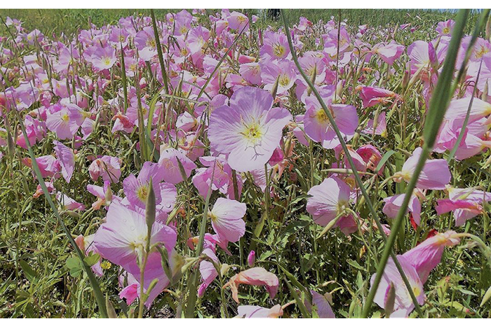 Ask Rufus: 200 years ago Columbus flooded while flowers covered the prairie