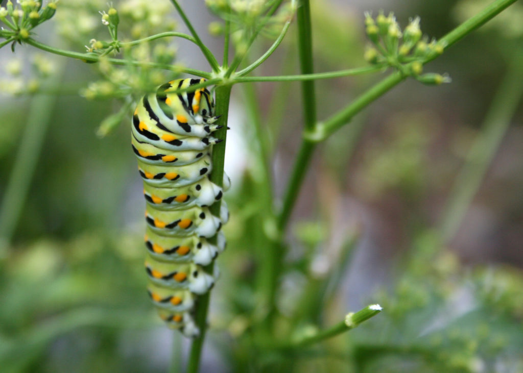 Southern Gardening: Make areas friendly for swallowtail butterflies