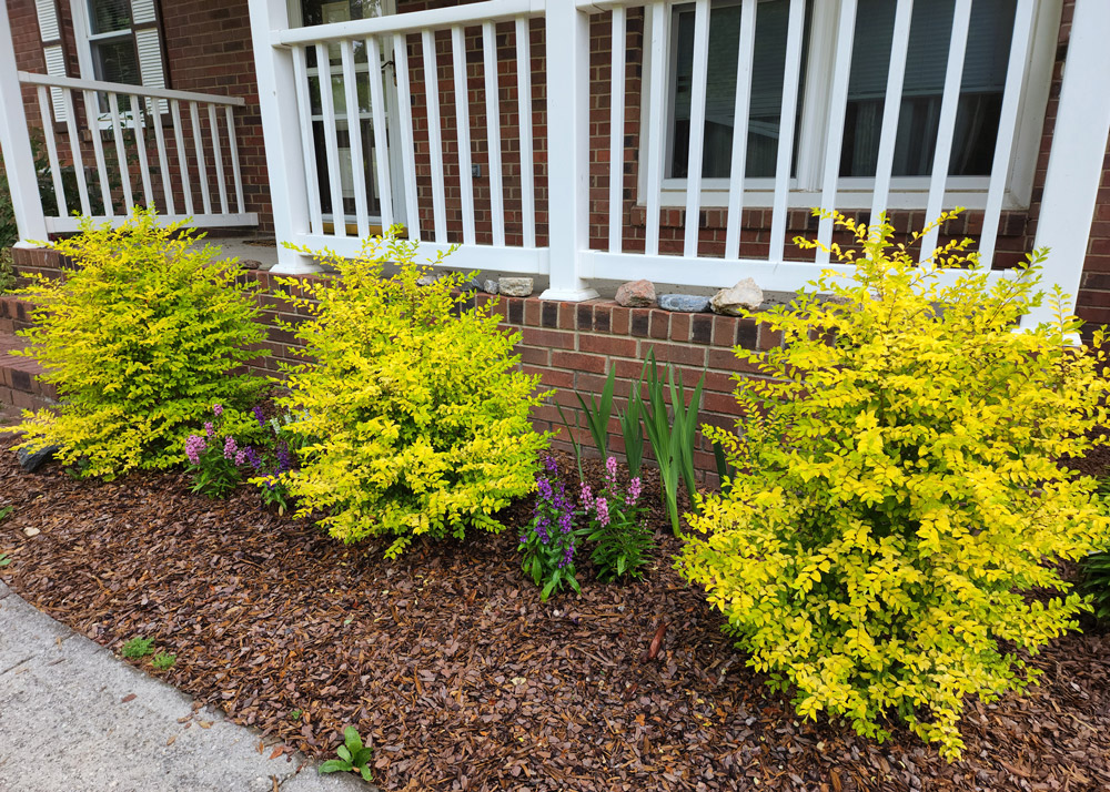 Southern Gardening: Sunshine Ligustrum brings bright color, does not invade