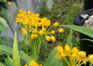 Southern Gardening: Plant butterfly weed species to provide monarch habitat