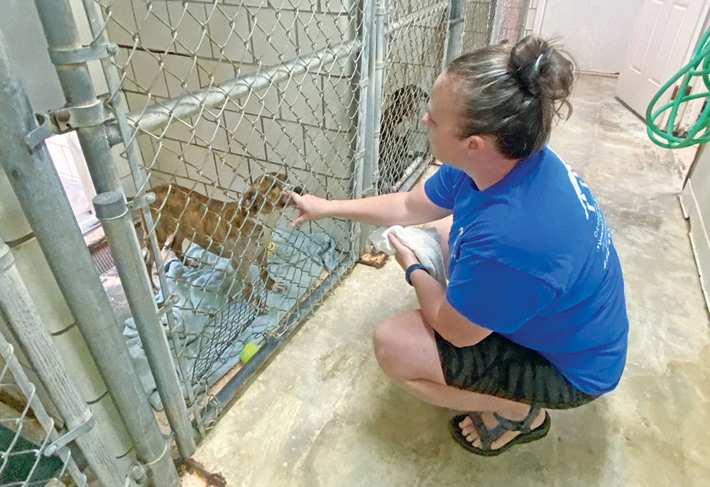 Shelters overflowing with animals this summer