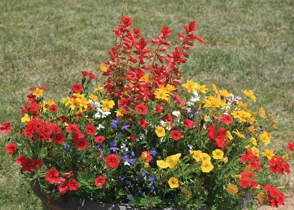 Southern Gardening: Mix colors, shapes, sizes for combination containers