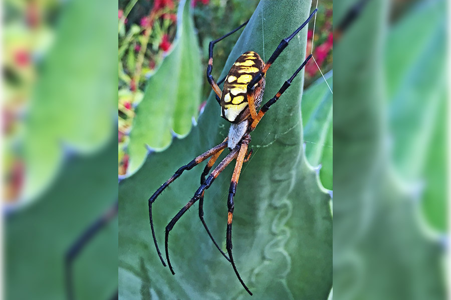 In the Garden with Felder: Spiders … no thank you