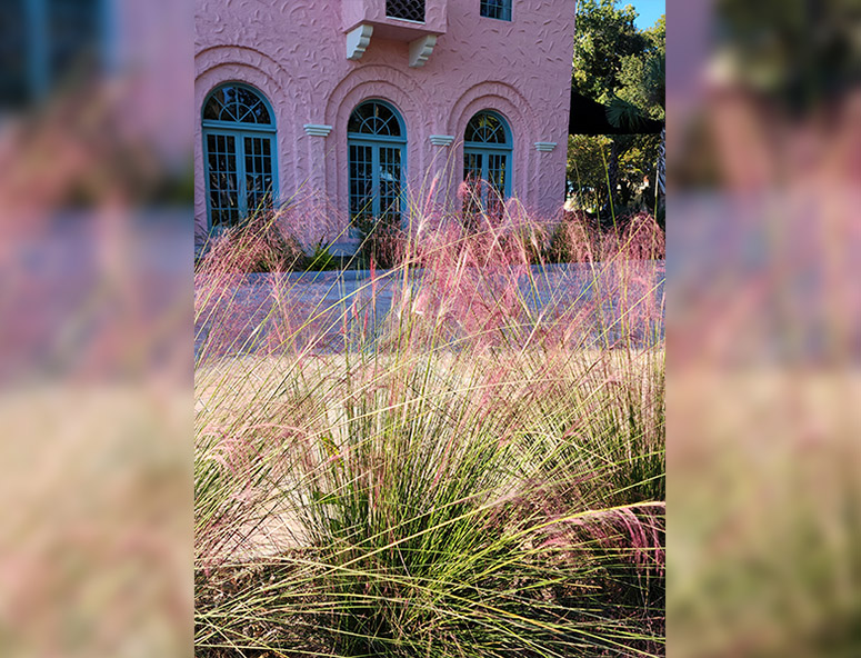 Southern Gardening: Use pink muhly grass for winter garden color