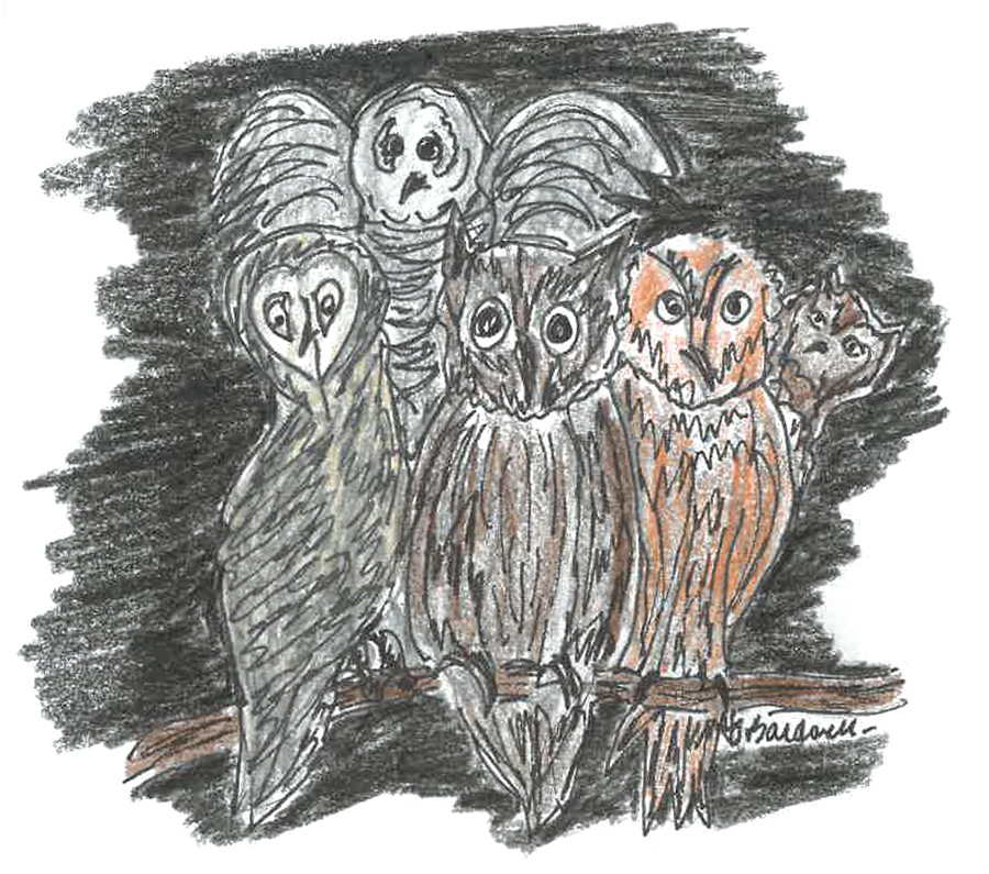 Possumhaw: All about owls – The Dispatch