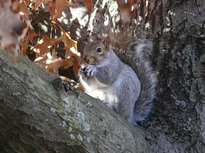 Youth squirrel hunts teach safety, traditions