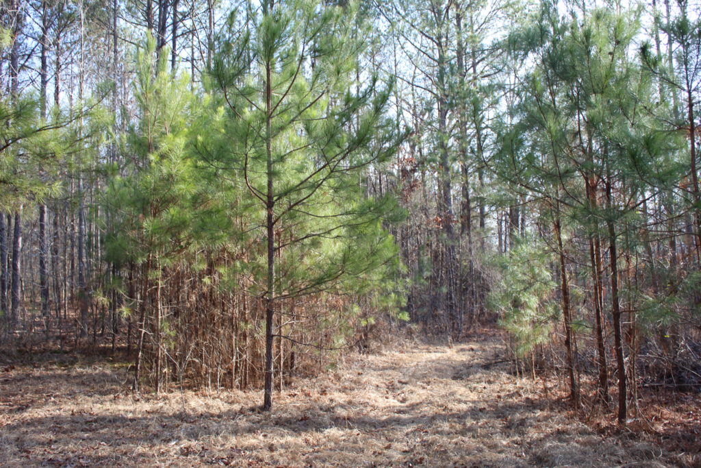 Fowl play: Former Mississippi State baseball stars Jake Mangum, JT Ginn cited for duck hunting violations in Clay County