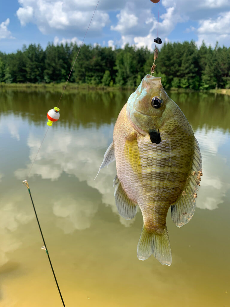 HOW to CATCH BREAM on BAIT fishing with WORMS - Basic fishing tips