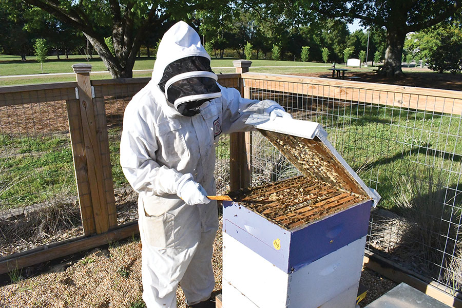 MSU effort aims to help bee health, apiary operations