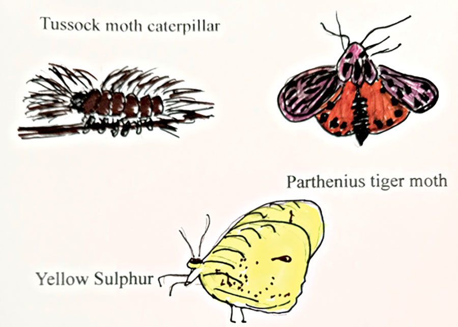 Possumhaw: Moths or butterflies