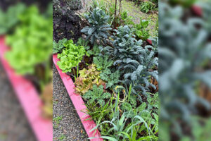 In the Garden with Felder: Decorative or delicious? Growing plants you can eat