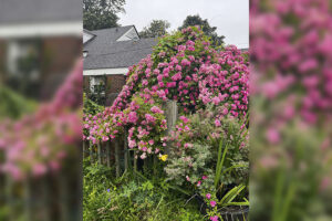 In the Garden with Felder: The Peggy Martin Rose blooms through adversity