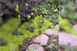 In the Garden with Felder: Sometimes, moss just happens
