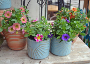 Southern Gardening: Calibrachoa hybrids are fun garden choices