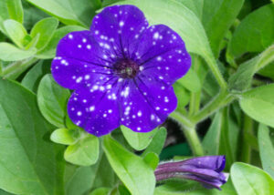 Southern Gardening: Petunia varieties bring color to spring gardens