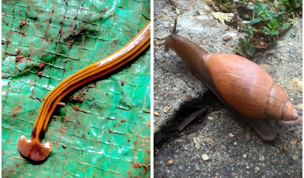 Bugs, snails, slugs and other weird creatures