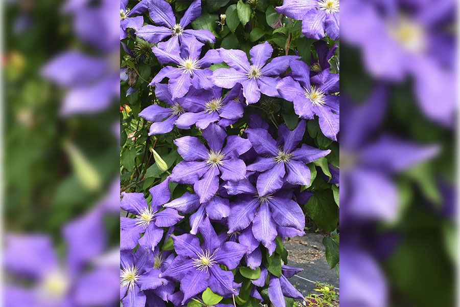 Southern Gardening: Clematis vines give strong vertical beauty