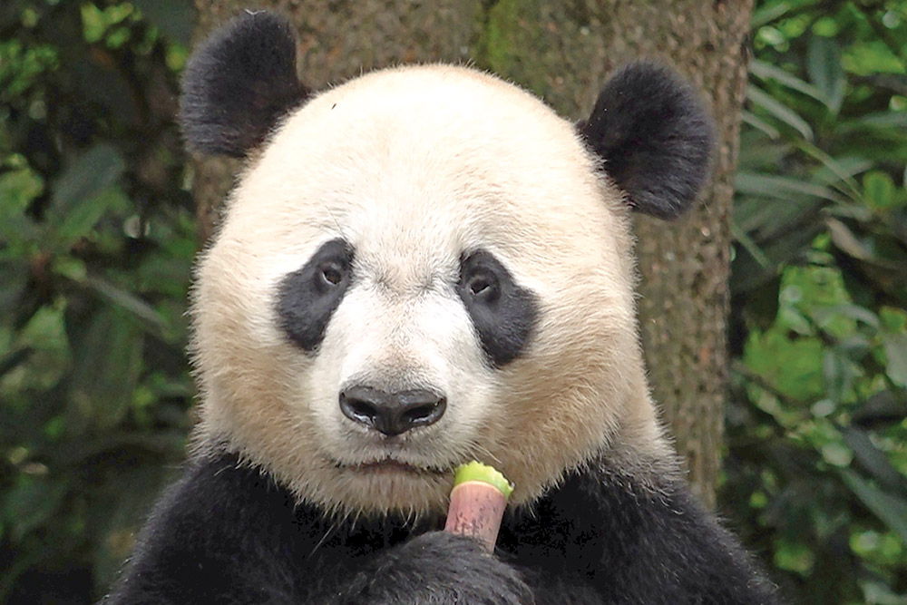 The winner in China’s panda diplomacy: the pandas themselves