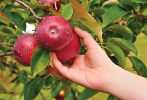 Take your apple picking to the next level this fall