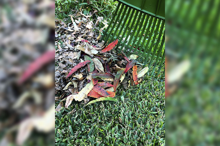 In the Garden with Felder: To rake or not to rake? That is the perennial question