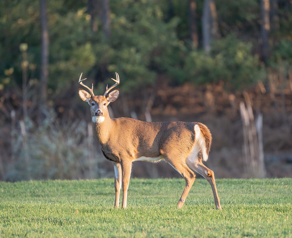 Ask The Dispatch: All your questions answered about deer season