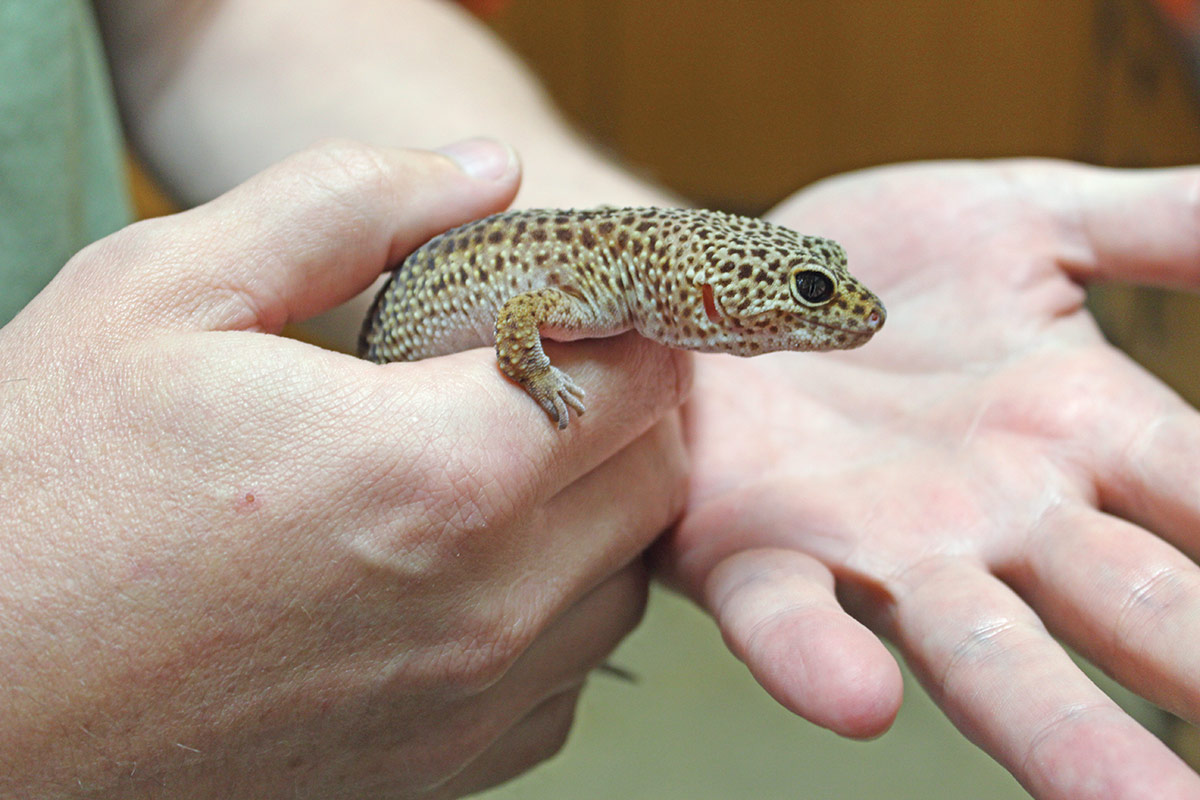 A sticky situation: what geckos teach us - The Dispatch